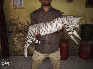 Bengal cat 17 month