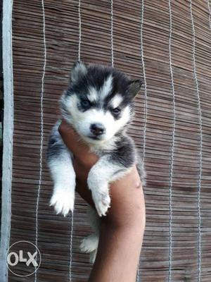 Best Quality Husky Female pups available in Amritsar