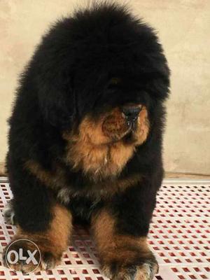 Best quality Tibettan Mastiff Imported pups