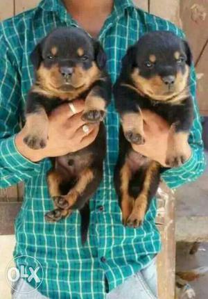 Best quality rott pappy sale