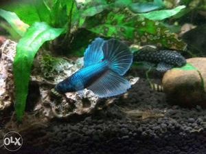 Betta male young and active pcs
