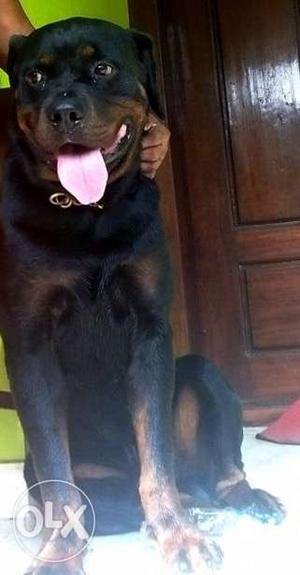 Big size rott female 2 year old.. for sale RS  at