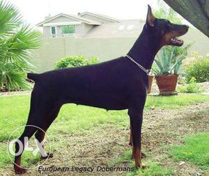 Black And Brown female Dobberman