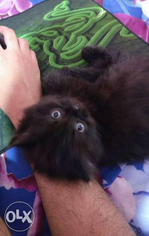 Black Persian Kitten Male 3 months old. toilet trained