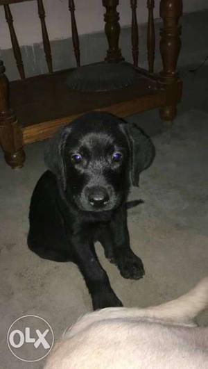 Black Short Coated female lab Puppy of 2 months old.