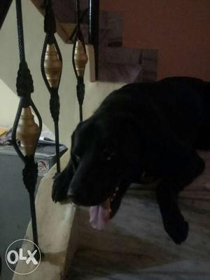 Black labra dog 2 year old weight 35kg