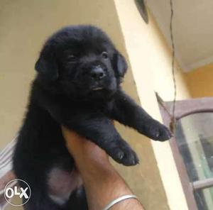 Black labrador.. 1.5 months old.. original
