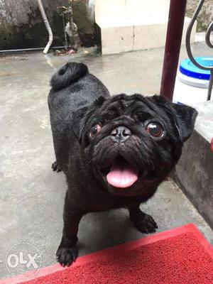 Black pug male 1 year old fully vaccinated,