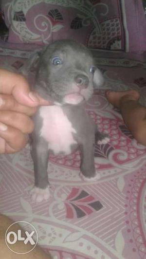 Blue color pit bull at low rate only can no msg
