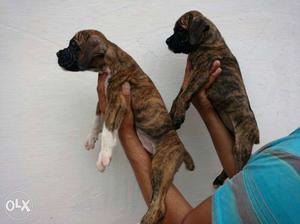 Boxer male or female puppy available