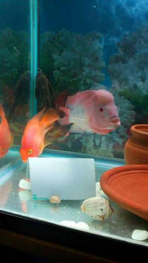 Breading pair fish