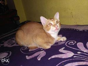 Brown Cat In Ujjain