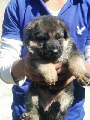 Cute GSD puppy available female