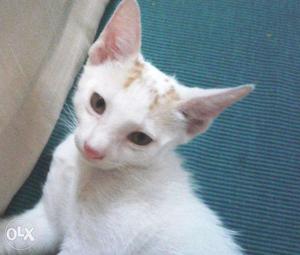 Cute white tabby kitten for sale