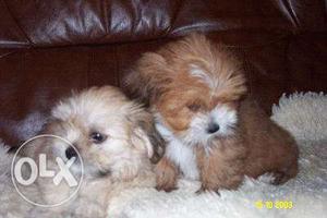 Cutest toybreed Lhasa Apso pups! Outstanding pups! Vasai