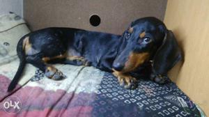 Dachshund puppy 6 month old female available