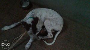 Dalmation 5 month old femake pupy urgent for sell