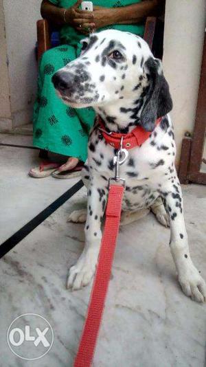 Dalmation female Dog