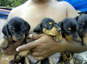 Dash puppy for selling good quality 5 puppy..