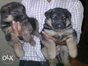 Dashing Kci Registered German Shepherd Pups sell ~ KOLKATA