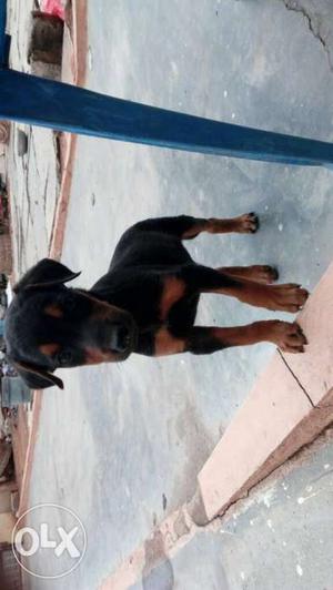 Doberman 35 days puppy only rs