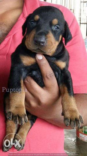 Doberman puppies/dogs for sale find a guarding companion in