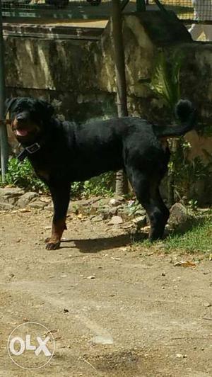 Dog For Mating / Rottweiler Male / Kci Registered / Ch. Line