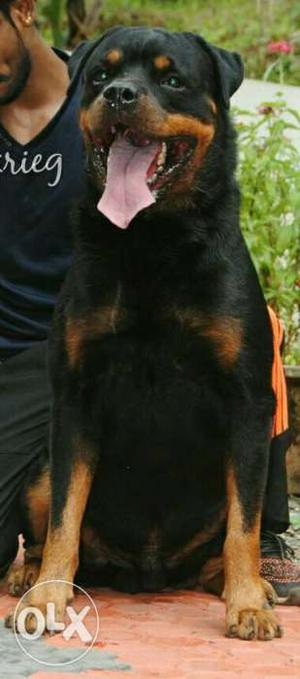 Dog for metting available