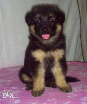 Double coated GSD puppy for sale. 49 days old