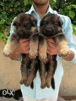 Double coated gsd puppy available top quality