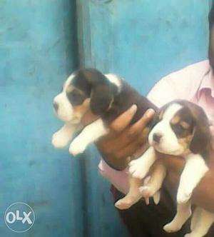 Excellent quality full marking Beagle Puppies for sell