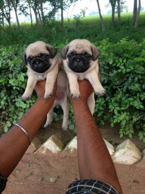 Excellent quality pug male puppy for sale.