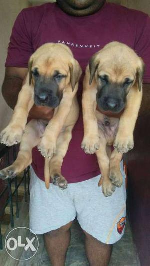 Extraordinary Great Dane puppies available with