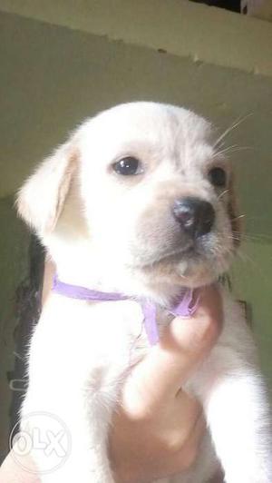 Female Labrador retriever puppy,,