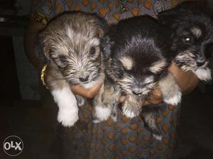 Female and males available (Dimsu China