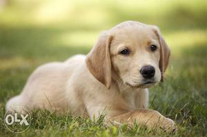 Female labrador puppy for urgent sale