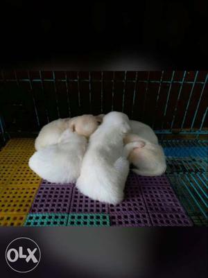 Five White Smooth Coated Newborn Puppies