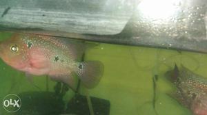 Flower Horn Chichlids. 3 Fishes For Rs..