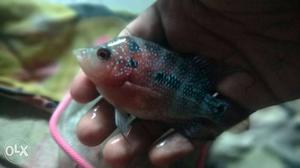 Flowerhorn Cichlid