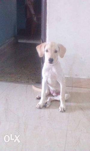 For sale my lebra dog 3 month old female