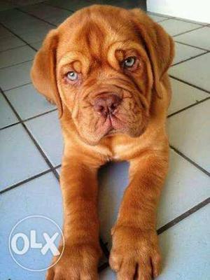 French Mastiff puppy available for sale in