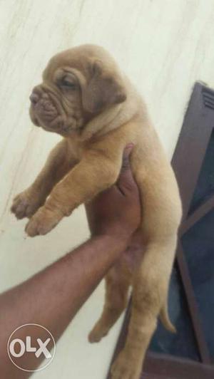 French mastiff pups sale pair price 