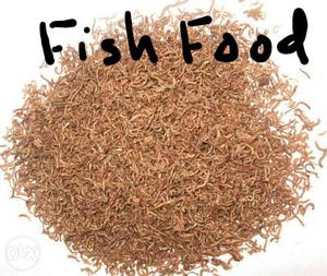 Frozen blood worms (Fish Food)