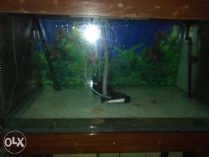 Full Aquarium set with all imported appliance With wooden