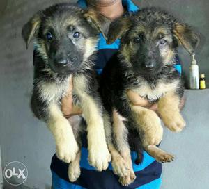 German Shepherd Puppies from smart pet kanel