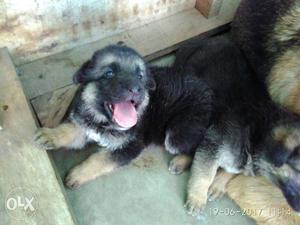 German Shepherd puppy selling original breed