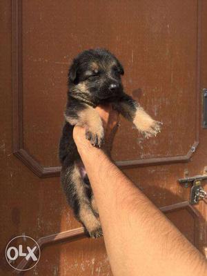 German Shepherd pups available