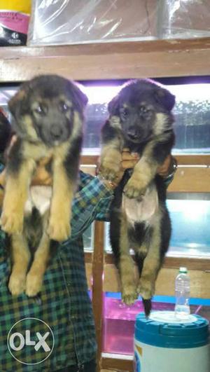 German shepherd male female puppies for sale in
