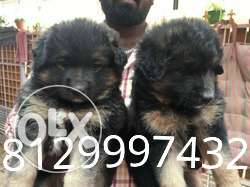 German shepherd puppy's for sale