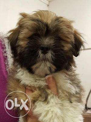 Golden Lhasa Apso pups available Very furry Cute looking!